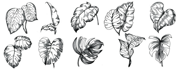Monstera Vector Exotic tropical hawaiian summer. Liana beach tree jungle botanical leaves. Black and white engraved ink art. Leaf plant botanical garden floral foliage. Isolated leaf illustration elem © yanushkov