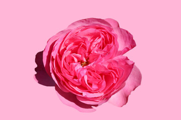 Close-up photo of a cute pink colored rose frontal on pink background