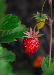 Ripe forest strawberries on a branch on a summer day. close-up. strawberries of various ripeness on a background of green leaves. dark vertical photo with a bright berry. Detail of a summer forest 