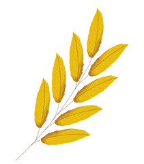 Naklejka na ściany i meble golden lanceolate leaves