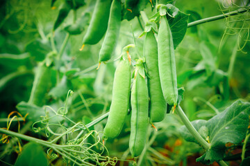 Green peas growing in garden.Gardening and agriculture,green fresh ripe organic peas on branch in...