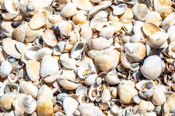 Crimea peninsula. Koktebel. Cape Hameleon. Coastline of the Black sea summer