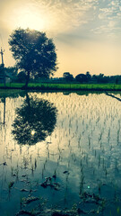 Reflection of sunrise and tree in paddy grown farm © Kavkirat