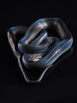Reticulated Python (Python reticulatus) on black background. rainbow snake shimmers in different colors