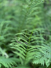 Dennstaedtia punctilobula plants growing wild in a swamp forest
