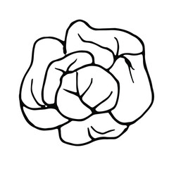 Cabbage doodle.Hand drawn line art.
