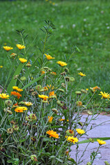 Garden flowers on a summer day close-up
