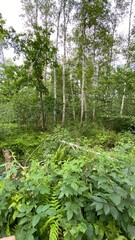 Dennstaedtia punctilobula plants growing wild in a swamp forest
