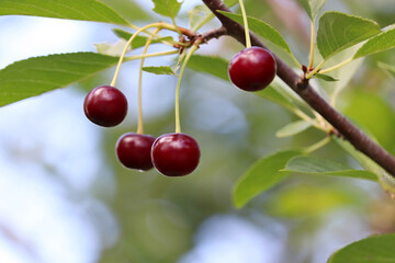 Ripe cherry berries on a tree branch close up. Red cherries in the summer orchard