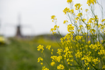 菜の花のある風景　千葉県佐倉市　日本