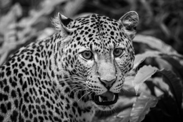 Obraz premium Sri Lankan leopard in the jungle