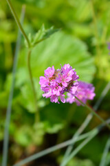 Great thrift Ballerina Lilac