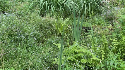 Dennstaedtia punctilobula plants growing wild in a swamp forest