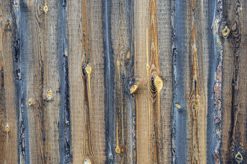 A fragment of an old wooden fence made of pine boards