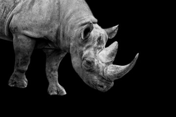 Fototapeta premium A black rhino walks in the savannah