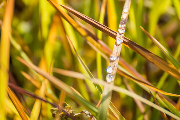 Water droplets on grass in the morning.