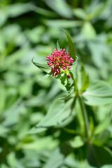 Red valerian