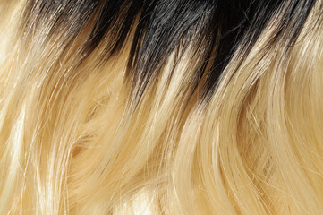 close up of wavy black to blonde two tone ombre style human hair lace wigs on mannequin head