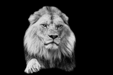 Plakat A lion with a black background