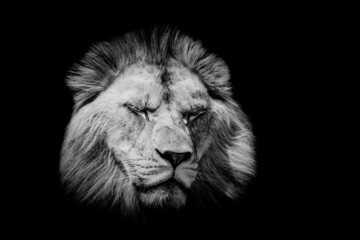 A lion with a black background