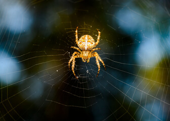 Red forest spider in the center of the web