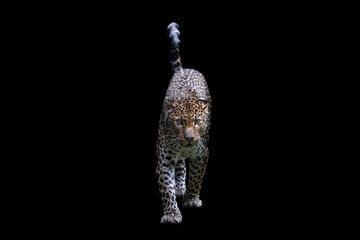 Fototapeta na wymiar Sri Lankan leopard with a black background