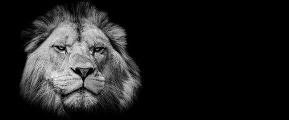 Plakat Template of a lion with a black background