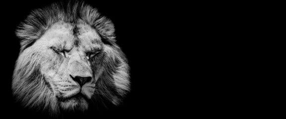 Plakat Template of a lion with a black background