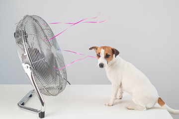 Jack russell terrier dog sits enjoying the cooling breeze from an electric fan on a white...