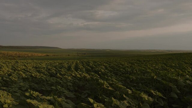 The beautiful landscape of green sunflowers