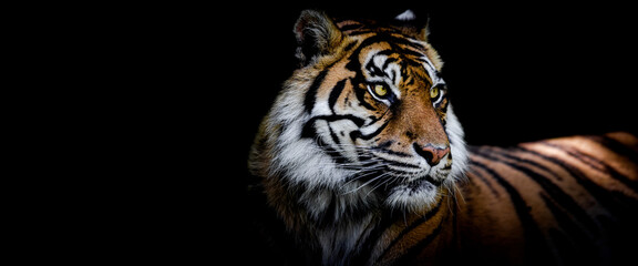 Fototapeta na wymiar Template of a tiger with a black background