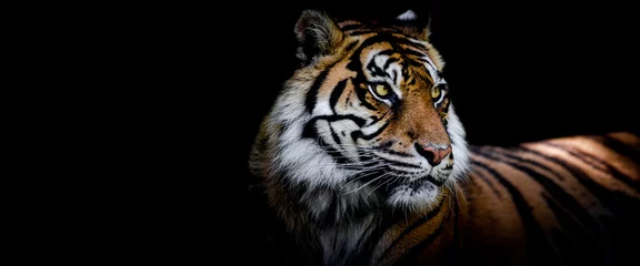 Schilderijen op glas Sjabloon van een tijger met een zwarte achtergrond © AB Photography