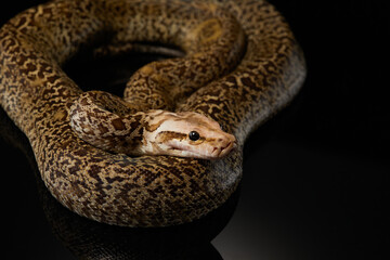 snake on a black background. Carpet python. Animal in the studio
