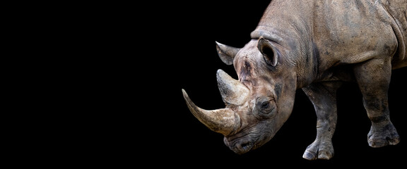 Template of a rhino with a black background