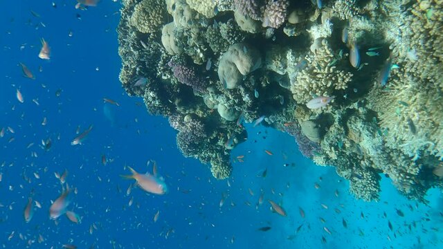 VERTICAL VIDEO: Colorful tropical fishes swimming on beautiful coral reef. Arabian Chromis (Chromis flavaxilla). Camera moving forwards approaching a coral reef in sunlight
