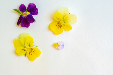 Viola pansies flower creative layout. Flowers heads isolated on white background. Top view, flat lay, copy space