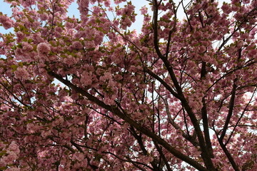 FU 2020-04-16 Kirsch 80 Baum mit vielen rosa Blüten