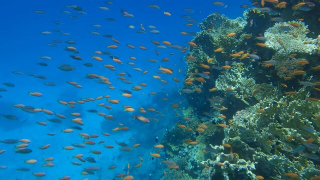 Colorful tropical fish swims on beautiful coral reef on blue water background. Underwater life in the ocean. Arabian Chromis (Chromis flavaxilla) and Lyretail Anthias (Pseudanthias squamipinnis)