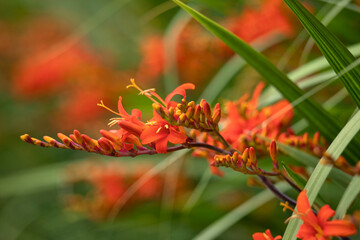 Clkoseup of Crocosmia 'ellenbank skylark' in garden in summer
