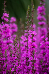 Close up of flowers of Lythrum virgatum 'Dropmore Purple'  in summer