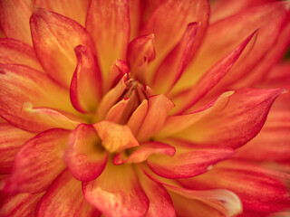 Fototapeta na wymiar Closeup of flower of Dahlia 'Sunset'