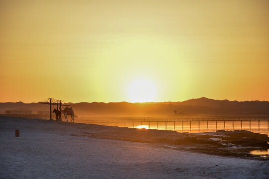 Camels on a wild beach in golden sun light
