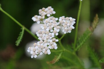 ヤロウホワイト（薬草ハーブ）