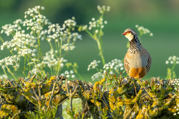 Red-legged or French partridge perched on a drystone wall surrounded by Cow Parsley or Mother-Die flowers.  Scientific name: Alectoris rufa.  Facing left.  Space for copy.  Horizontal.