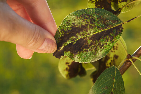  A hand holding a pear leaf with blister mite or Eriophyes pyri. Diseases and parasites of the pear tree.