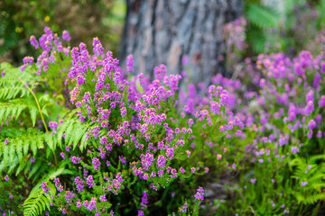 Obraz premium heather and ferns of the forests in the south west of France