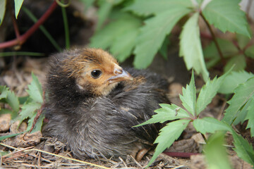 A black chicken is resting in the bushes