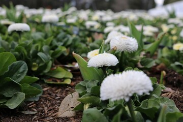 white flowers in the garden