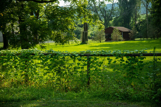 wooden fenc is covered in green vines