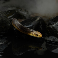 Drymarchon on the background of cameos, fog. snake art 